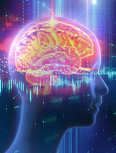 Brain C-13 brain 